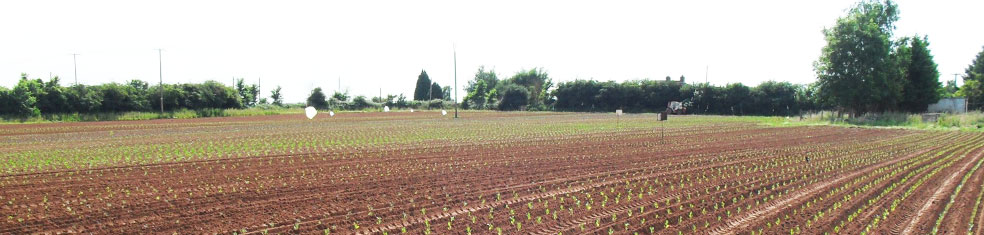 Farm Direct Produce Fields